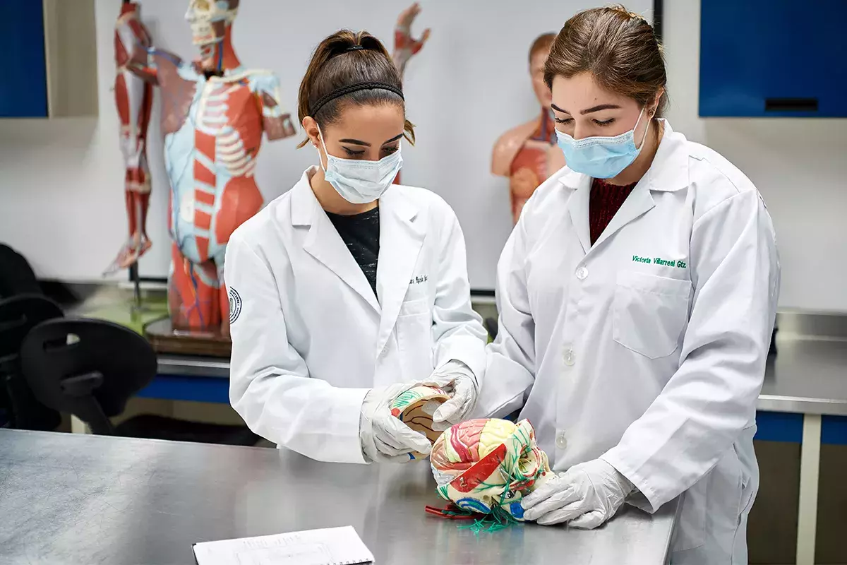 Alumnas visualizando un cerebro.