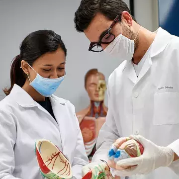 Alumnos visualizando un cerebro.