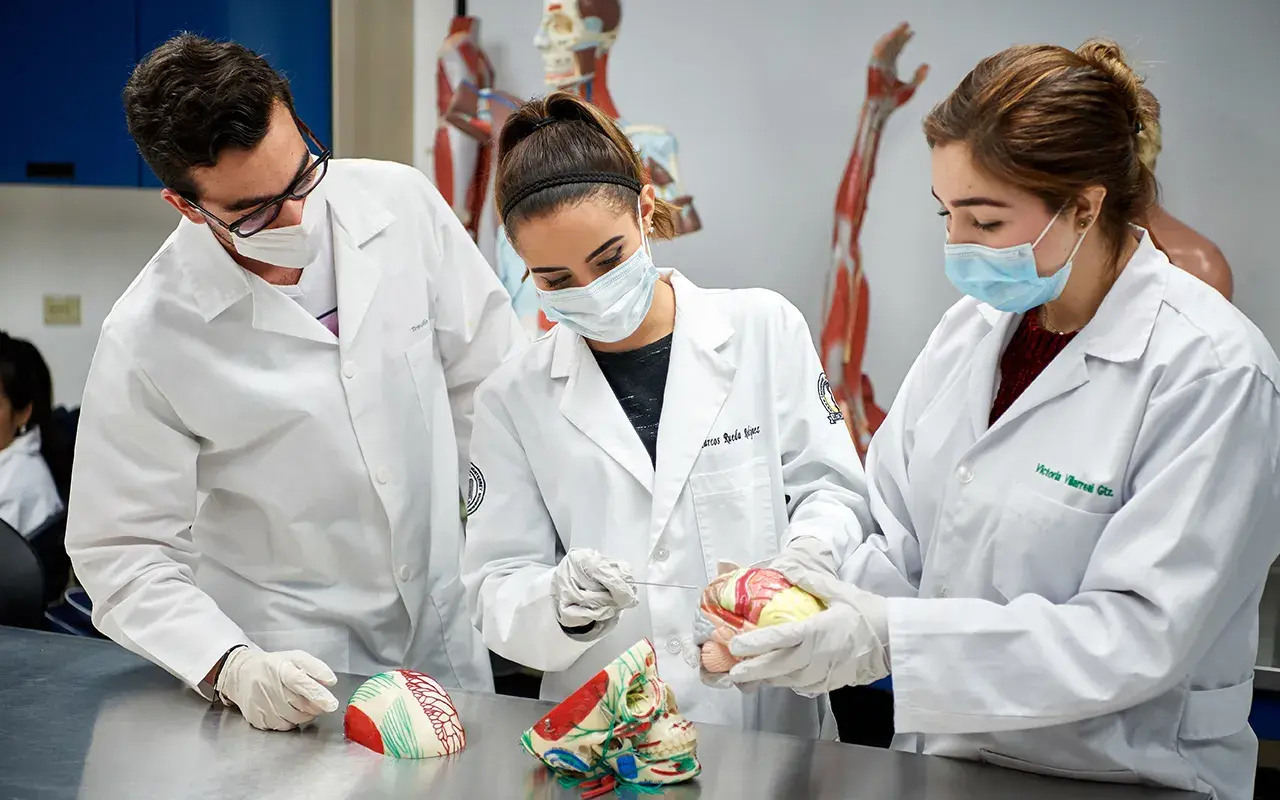 Alumnos visualizando un cerebro.