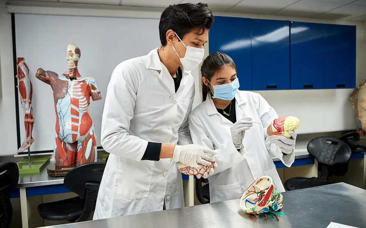 Alumnos visualizando un cerebro.