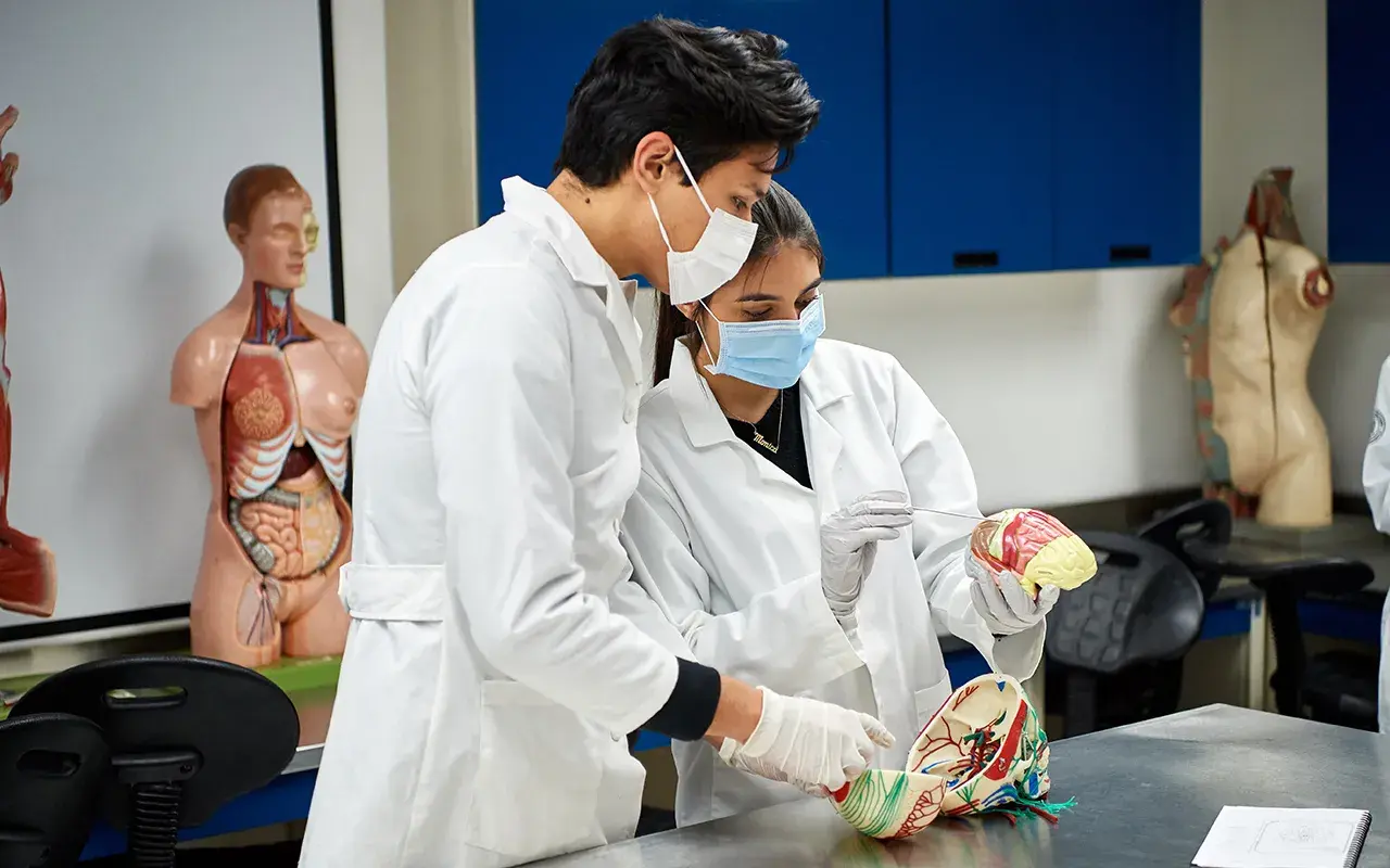 Alumnos visualizando un cerebro.