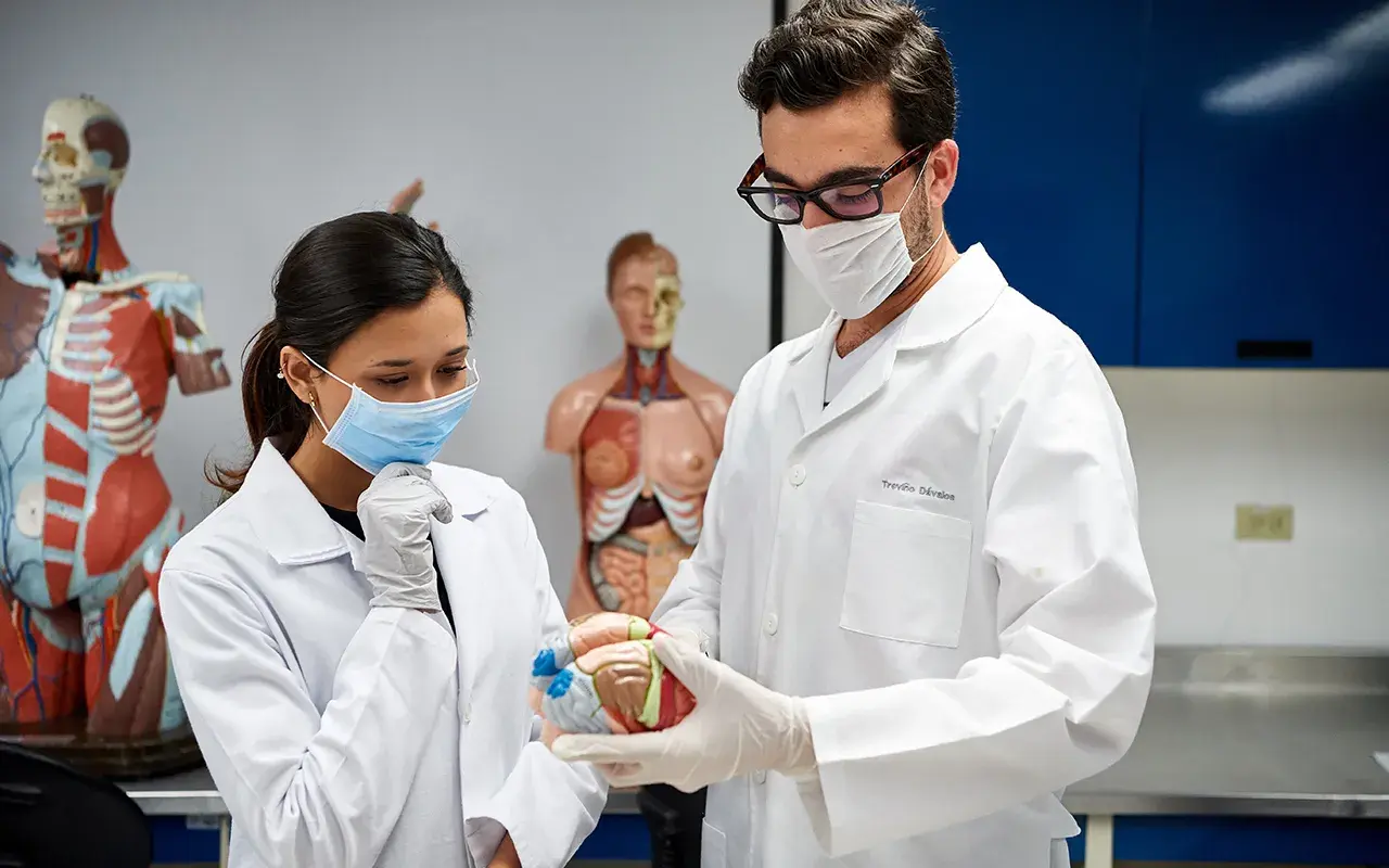 Alumnos visualizando un cerebro.